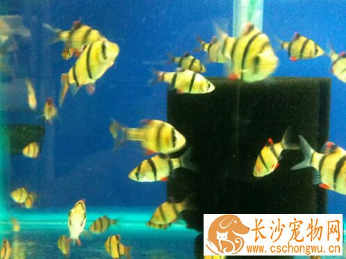 虎皮鱼生病 带你了解虎皮鱼的常见疾病