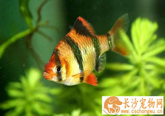 虎皮鱼常见病 虎皮鱼常见病的预防治疗