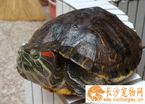 乌龟为什么不睁眼睛 有可能患有白眼病
