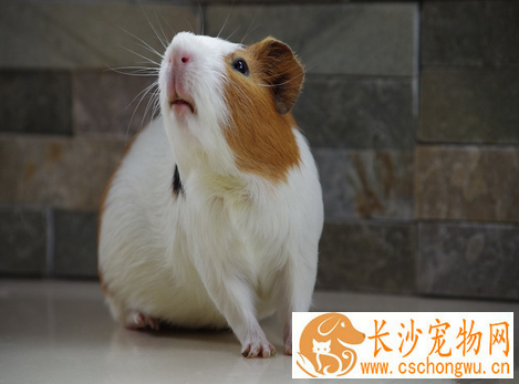 荷兰猪拉肚子怎么办 碾碎抗生素药物喂食