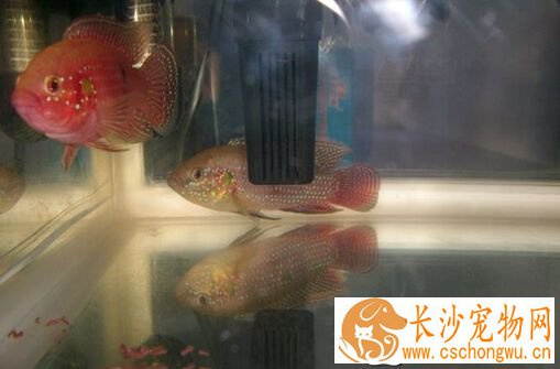 红宝石鱼发黑 主要原因是它受到了惊吓