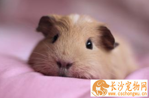 豚鼠也有寄生虫 如何杀灭荷兰猪体外寄生虫