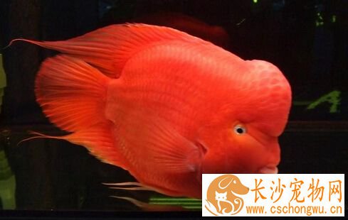 血鹦鹉烂尾 血鹦鹉烂尾的治疗方法详解