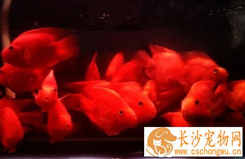 血鹦鹉鱼白点病 最实用的方法提升水温
