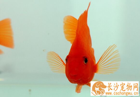 血鹦鹉鱼眼病 药物治疗其眼病的小技巧