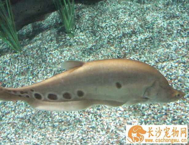 七星刀鱼生病 七星刀的常见疾病及防治