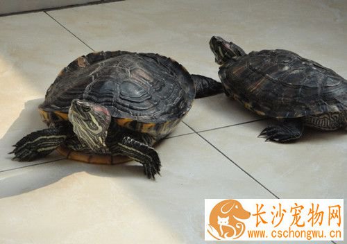 乌龟烂甲怎么治疗 5%的聚维酮碘溶液清洗消毒