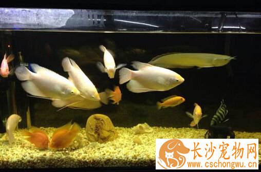 招财鱼头上有血丝 改善水质的小技巧