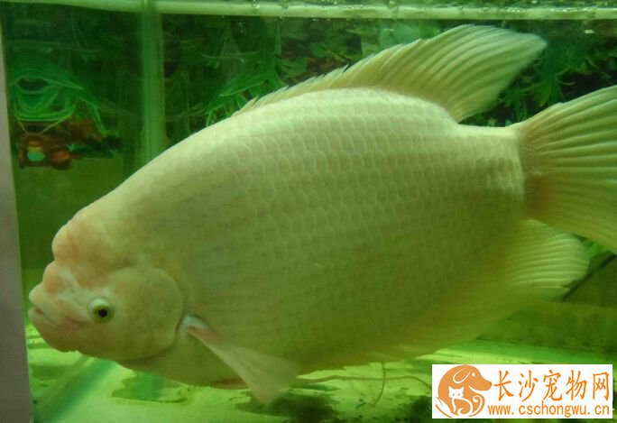 招财鱼鳍烂了怎么办 其治疗预防的方法