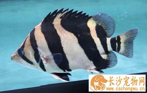 印尼虎鱼浮头 印尼虎鱼浮头的预防和治疗