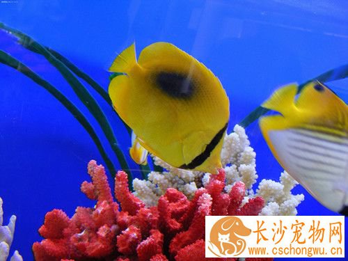 病鱼的特征及预防方法 发现鱼患病应及时诊断