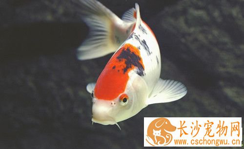 锦鲤常见病害 锦鲤病害的原因及预防方法