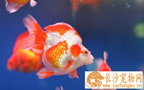 金鱼常见病害 金鱼病害的原因及预防的方法