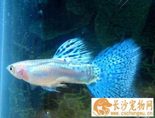 热带观赏鱼常见病害 观赏鱼病害原因及防治
