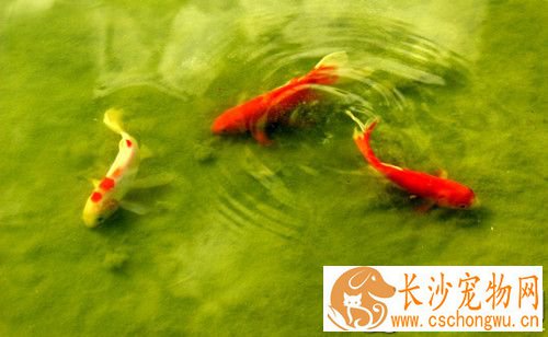 鱼类常见病害 常见鱼病害防治的方法