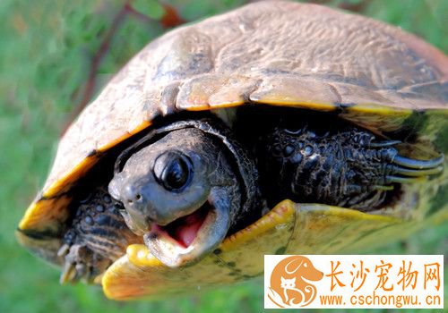 乌龟患病先兆 用手上下掂量龟时感觉非常轻