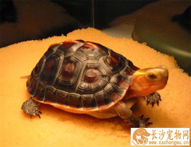 黄缘盒龟囊肿病 囊肿病症状及治疗方法