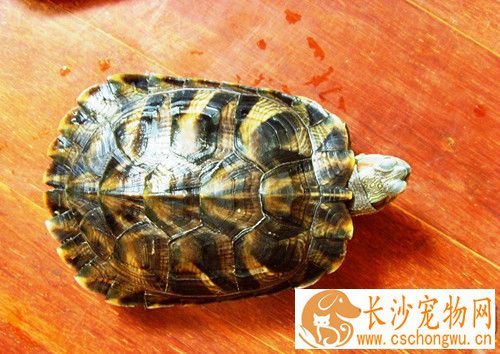 龟摩根氏变形杆蕾病 用5%食盐水浸泡每天1次