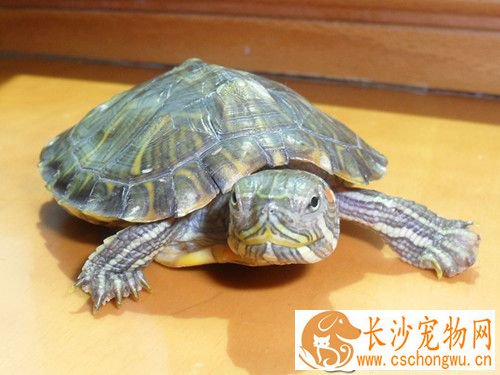 乌龟的肿眼病 肿眼病的症状及治疗方法