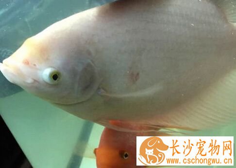 招财鱼受伤了怎么办 最好先把伤鱼隔离