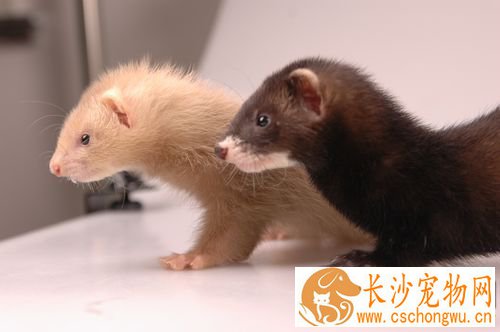 宠物貂需接种狂犬疫苗吗 在出生后的8-12周