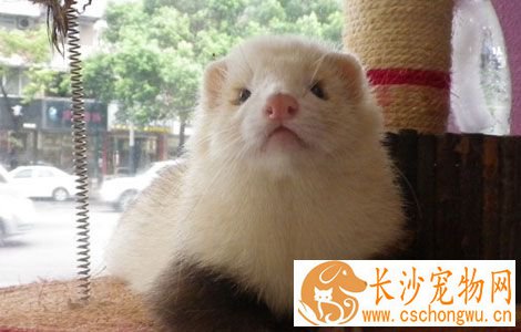 犬瘟热和犬细小病毒会传染宠物貂吗