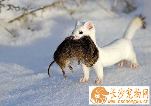 雪貂缺乏维生素B的病因 症状以及病理变化