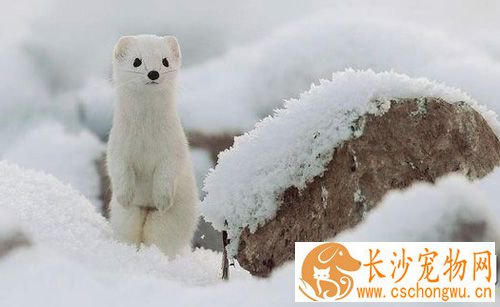 雪貂皮肤得了湿疹怎么办 病因是什么