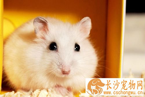 仓鼠软便怎么办 简单的食疗方法帮你解决