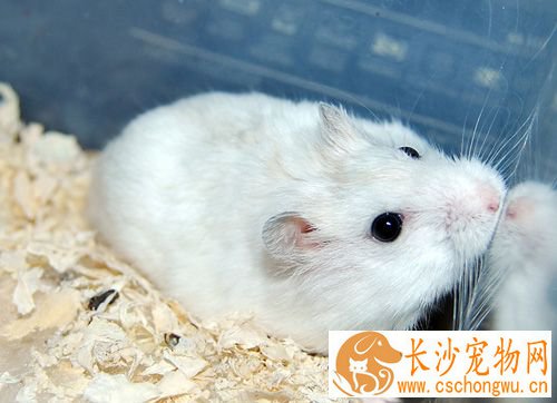 仓鼠便秘怎么办 症状以及详细的解决方法