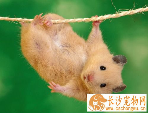 仓鼠睡觉发抖怎么回事 发抖肯定是有原因的