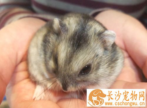 仓鼠拉肚子是什么原因 天气或者饮食上导致的