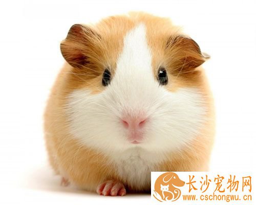 仓鼠有皮肤病怎么办 皮肤病的发病原因是什么