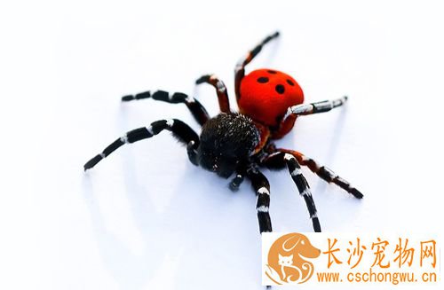 蜘蛛得了黑腐病怎么办 病因以及治疗方法