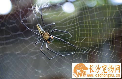 蜘蛛得了斑霉病怎么办 病因以及治疗方法
