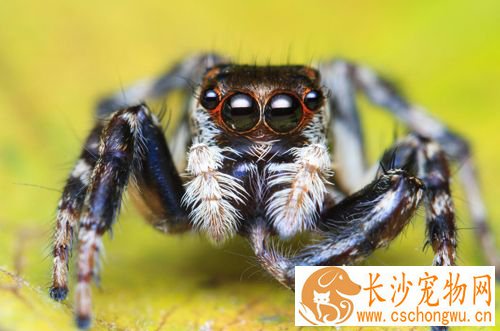 蜘蛛流产怎么办 病因以及治疗的方法