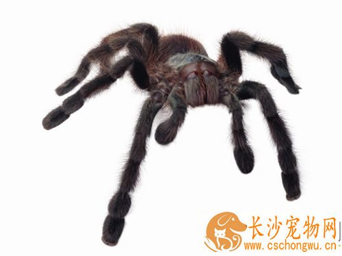 蜘蛛腹胀了怎么办 发病原因以及防治方法