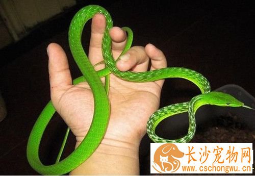驱除宠物蛇体内寄生虫的方法 体内外用驱虫法