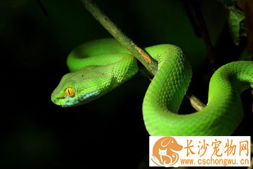 给病蛇打针时应注意什么 详细的打针步骤