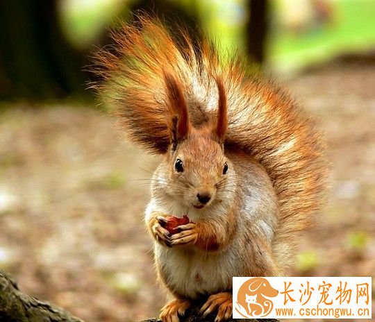 松鼠中风是怎么回事 如何预防患此病