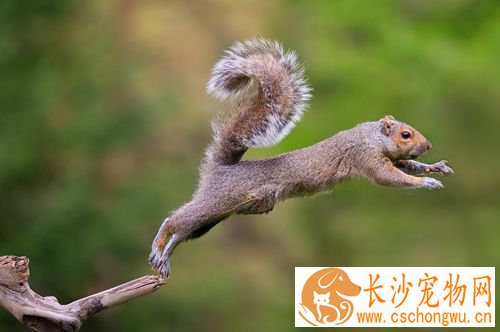 老年松鼠有哪些疾病 松鼠的寿命非常短暂