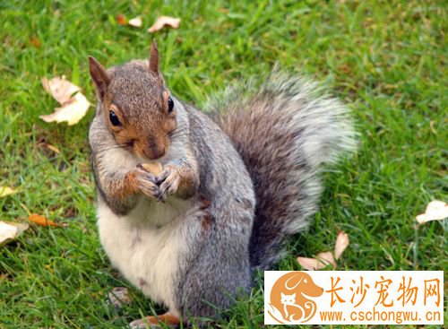 松鼠上火怎么办 喝什么可以预防松鼠上火