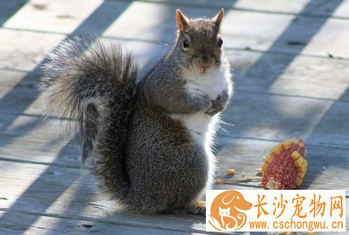 如何防止松鼠生病 营养多样化注意环境