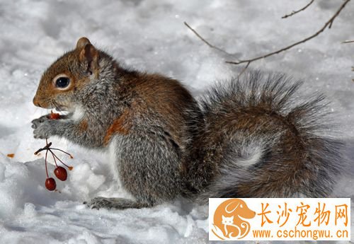 松鼠睡觉发抖怎么回事 导致松鼠睡觉发抖的原因