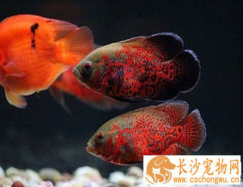 地图鱼身上长白点 白点病多和水温有极大关系