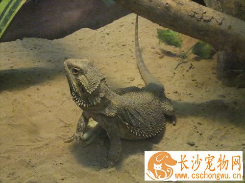 鬃狮蜥蜴肠胃炎怎么办 不要喂大麦虫和面包虫