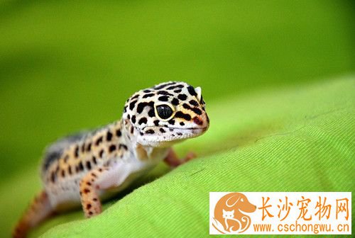 蜥蜴寄生虫感染 使用热水及毛巾轻轻搓洗