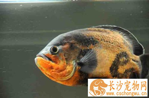 地图鱼肠炎 地图鱼肠炎治疗及防治方法
