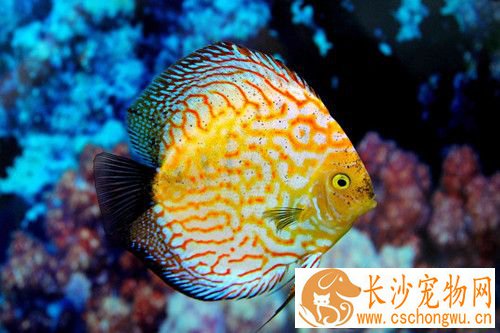 七彩神仙鱼黑死病治疗 把水温提高到35度左右