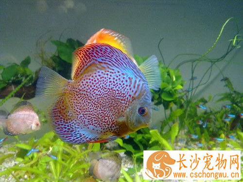 七彩神仙鱼厌食 九种原因造成七彩神仙鱼厌食